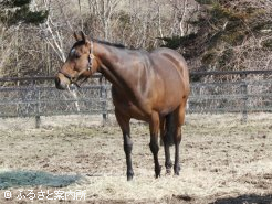 サウンドオブハートの半姉モンテミウ(父ボストンハーバー)