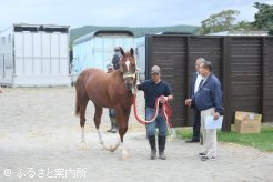 東京都馬主会関係者による馬体検査