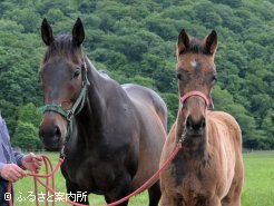 ラッキープリンスの母ウォータートスカ(11歳)と今年生まれた当歳馬(牝、父フリオーソ)
