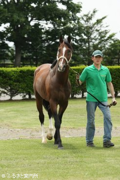 ホワイトマズルの本邦初後継として期待されている