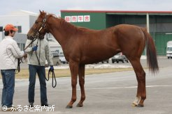 2007年菊花賞馬アサクサキングスの半弟、父は2歳新種牡馬のコンデュイット