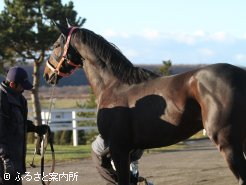 輸送後、すぐに馬体チェックを受けた