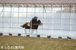 坂路コースを駆け上がる1歳馬