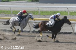 牝馬の最高価格馬「ステラプラドの15」(右)