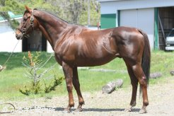 優駿スタリオンステーションで種牡馬生活を送るエクラヴァンクール