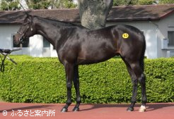 最高価格馬＃53クラシックチュチュの11