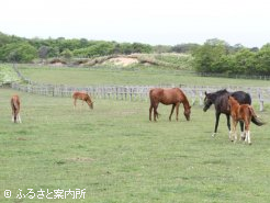 繁殖牝馬は26頭