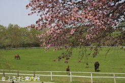 写真２ [桜]