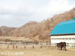 牧場では続々と当歳が誕生している