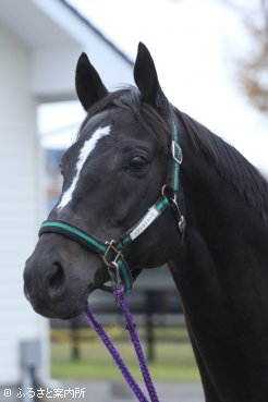 来季から種牡馬生活に入るスマイルジャック