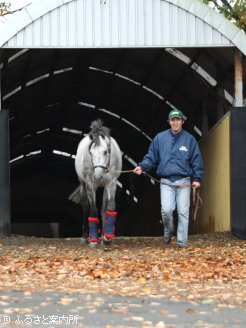 地下馬道を通って社台スタリオンステーションにスタッドインしたキャプテントゥーレ