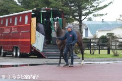 アロースタッドに到着したトウケイヘイロー