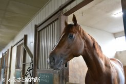 激闘の後の疲れも見せずピカピカの毛ヅヤ