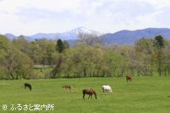 写真４　[新緑の放牧地]