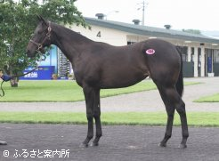 牝馬の最高価格フラワーロック29