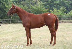 最高価格馬No.53「セイカシリアスの2011」(牡、父チーフベアハート)