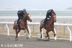 騎乗供覧ではBTC育成調教技術者研修の生徒(青帽子)も騎乗した