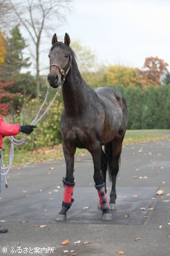 今後は功労馬として悠々自適の生活が待っている