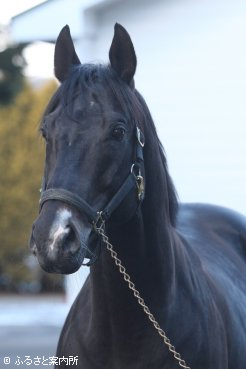 レックススタッドで種牡馬入りしたニホンピロアワーズ