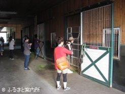 馬房でリラックスする姿を見学