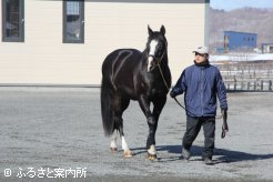 父サンデーサイレンスを彷彿とさせる漆黒の馬体をしたゴールドヘイロー