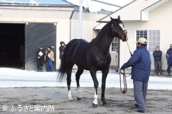 ゴールドヘイローにとっては初の種牡馬展示会。初めて見る人も多く、その実績が改めて評価された