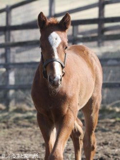 サウンドオブハートの甥となる当歳馬(牡、父アドマイヤムーン、母モンテミウ)