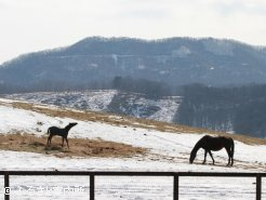 続々と当歳馬が産まれ、繁忙期の真っただ中