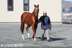 日差しの良さに毛色が映えていたフォーティナイナーズサン