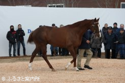 種牡馬生活3年目を迎え、すっかり種牡馬らしい体つきになったディープスカイ