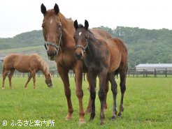 母のケイアイバラードと当歳