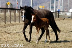 当歳は父ゴールドアリュールの牝馬