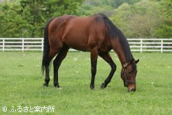 レックススタッドで種牡馬生活を送るマツリダゴッホ