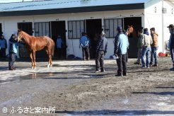 せり開始前には実馬を確認