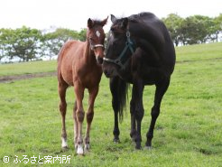 母はマイネルラヴ譲りの青鹿毛