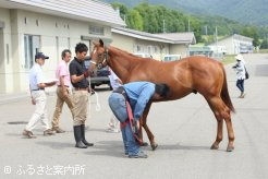 JRA職員による馬体チェック