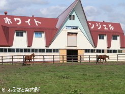 2頭放牧でリラックスした日々を送っている