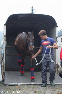 北海道市場の馬積み下ろし場に到着したJRA購買馬