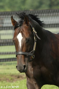 日本軽種馬協会静内種馬場で繋養されるエンパイアメーカー