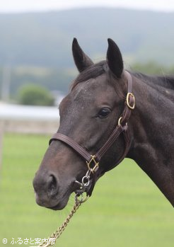 グリムの半妹となる1歳のキズナ牝馬