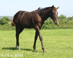 アビ2008～3