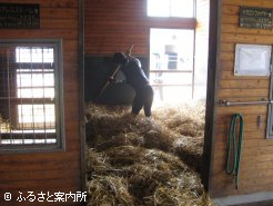 慣れた手つきで馬房を掃除する34期生