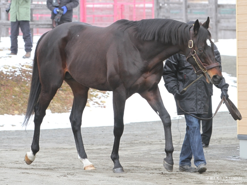 新冠町の優駿スタリオンステーションで種牡馬展示会が行われる | 馬