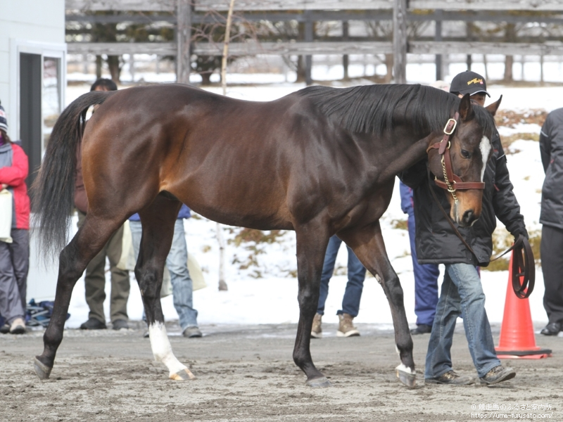 新冠町の優駿スタリオンステーションで種牡馬展示会が行われる | 馬