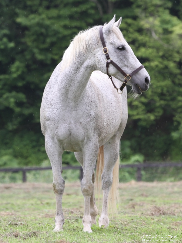 2013年06月23日 宝塚記念 Ｇ１ | 重賞ウィナーレポート | 競走馬の