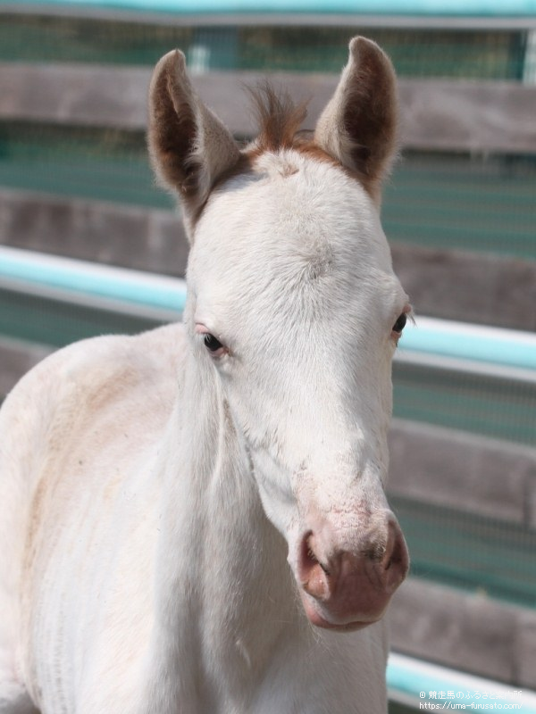 白毛馬ハクホウリリーが白毛牝馬を出産 馬産地ニュース 競走馬のふるさと案内所