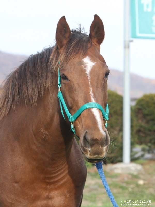 2014年10月26日 菊花賞 Ｇ１ | 重賞ウィナーレポート | 競走馬の 