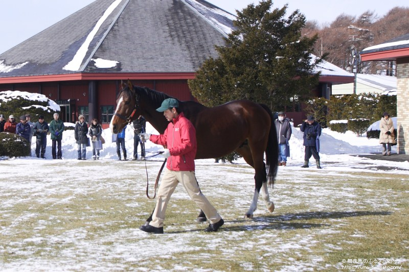 アサクサキングスのファーストクロップが誕生 馬産地ニュース 競走馬のふるさと案内所