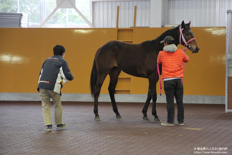 静内で第1回北海道地区産地馬体検査 | 馬産地ニュース | 競走馬 ...