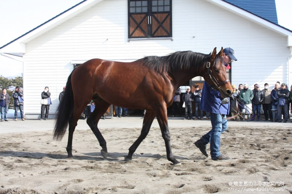 アロースタッド種牡馬展示会が開催 | 馬産地ニュース | 競走馬のふるさと案内所